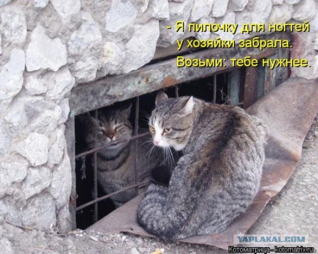 Отловили и посадили в клетку
