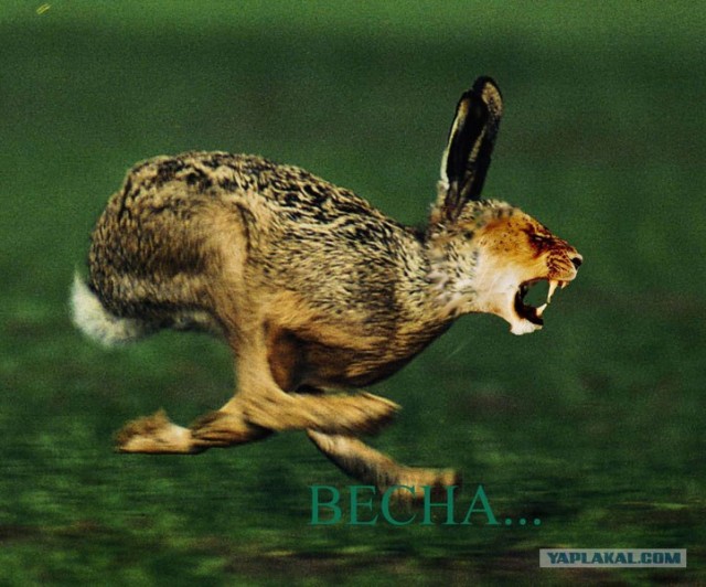 Весна пришла, 5 картинок