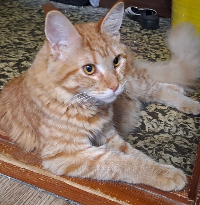 Королевский уход