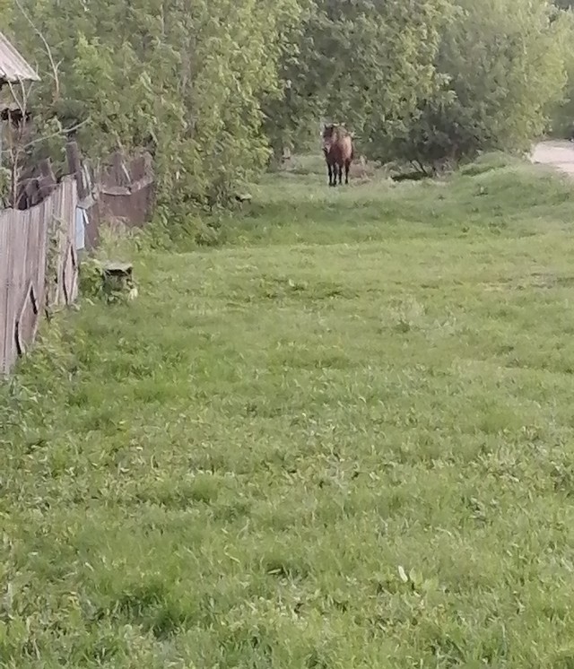 Вот моя деревня, вот мой дом родной...
