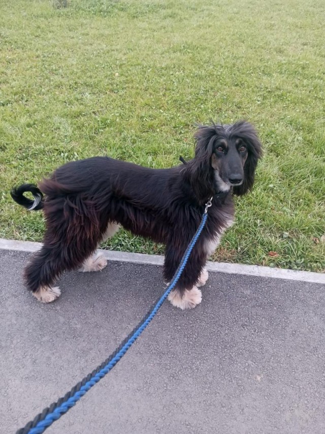 Собакочетверг  начинаем.