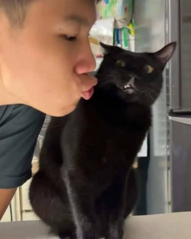 Чутка кошек