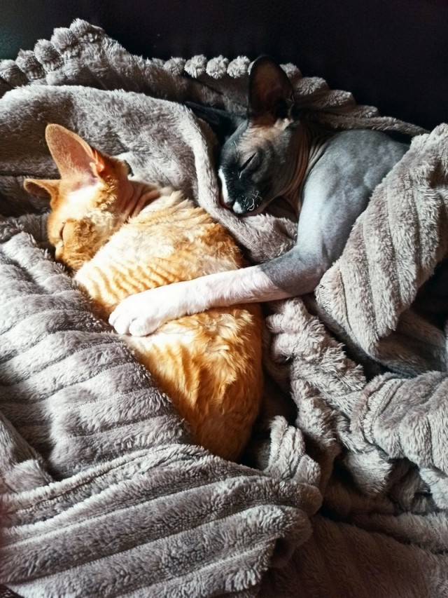 В защиту кошек породы Сфинкс канадский...