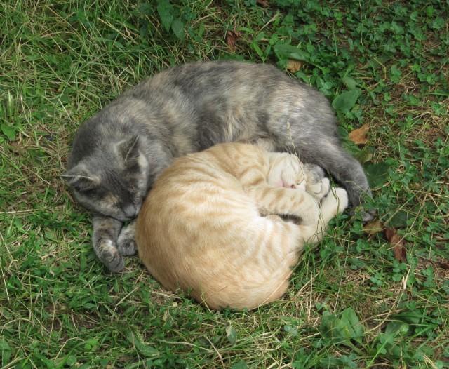 Вместе в сломанной корзине (котовторник)