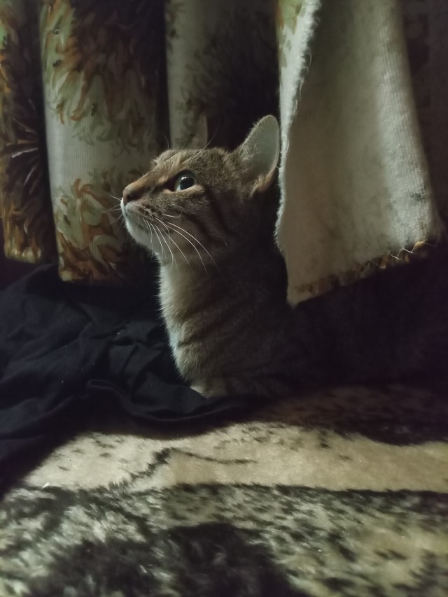 В Казани мужчина спас котёнка