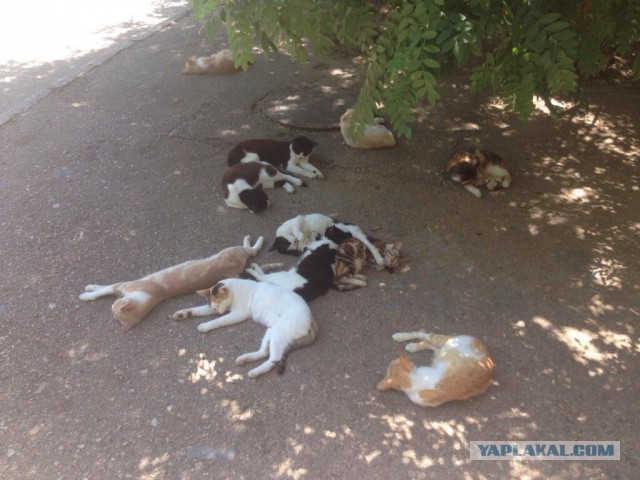 Котовторник 15.07.2014.