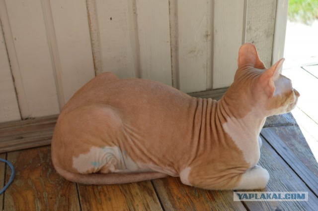 Котовторник на вторник, Котовторник
