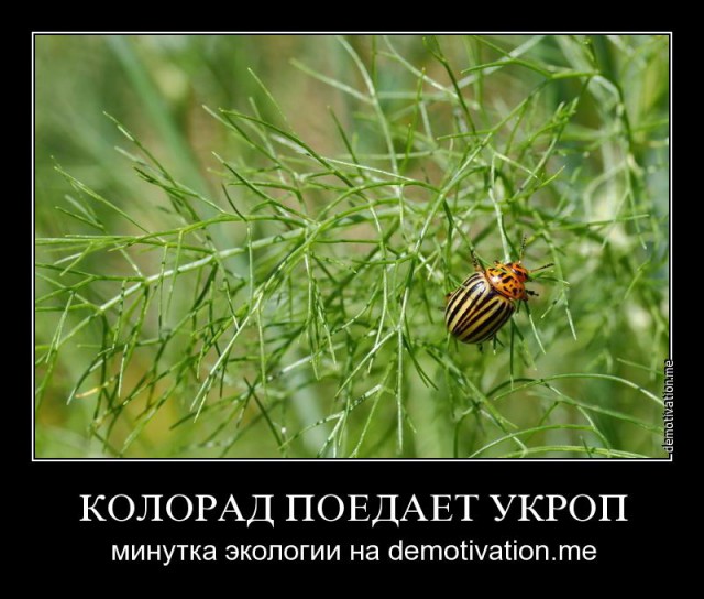 Марш пленных в Донецке 24.08.2014