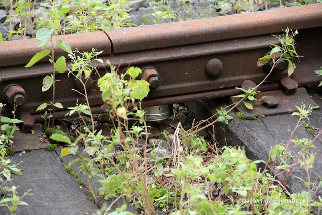 Центр кинологической службы Упр-ния на транспорте