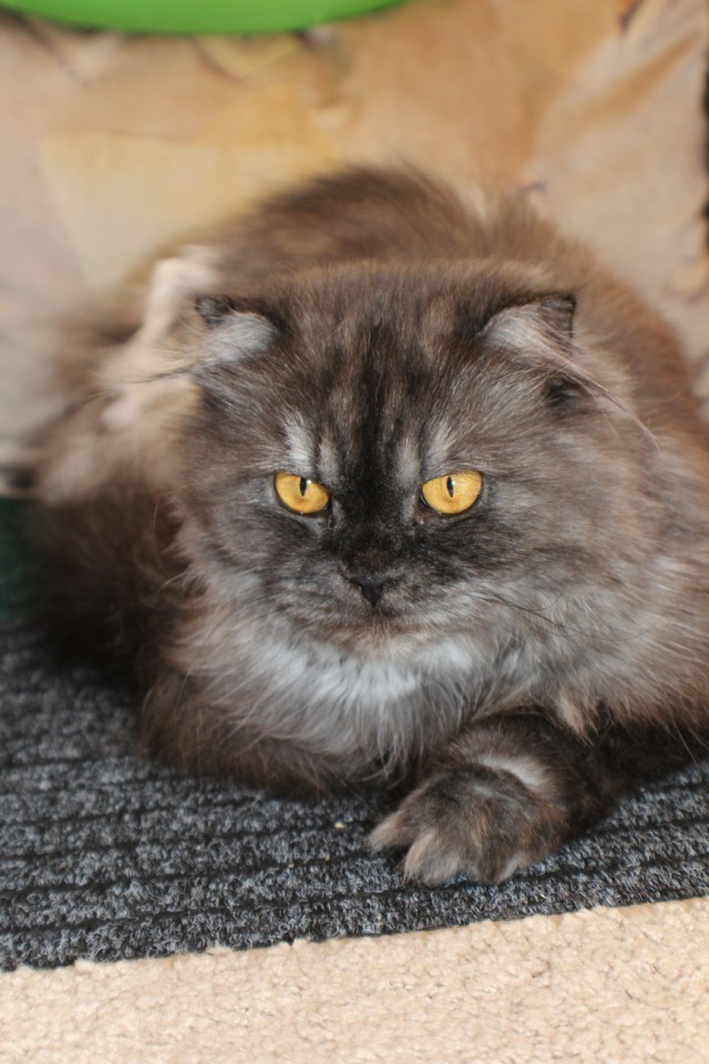 Котовторник