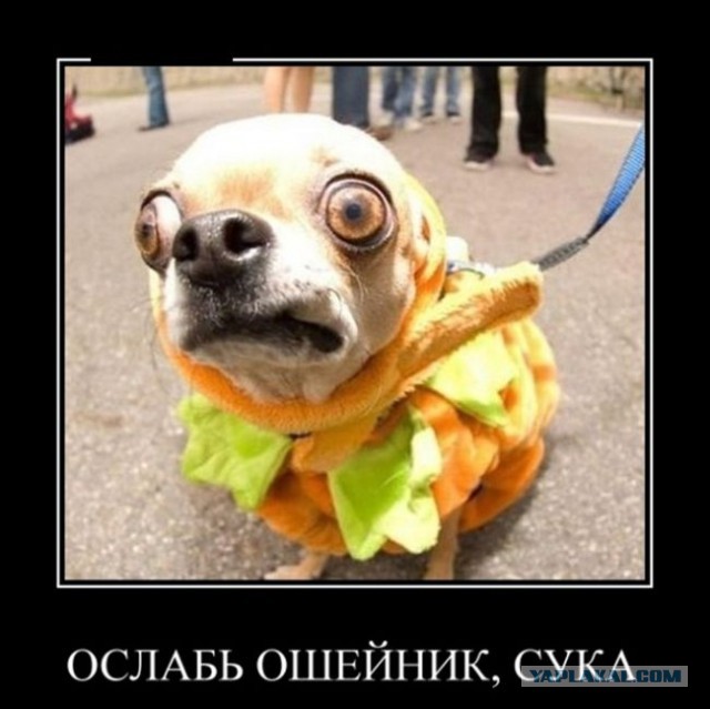 Подборка веселых картинок