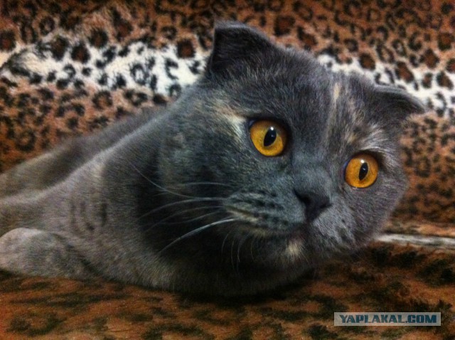 Котовторник  10.11.2015