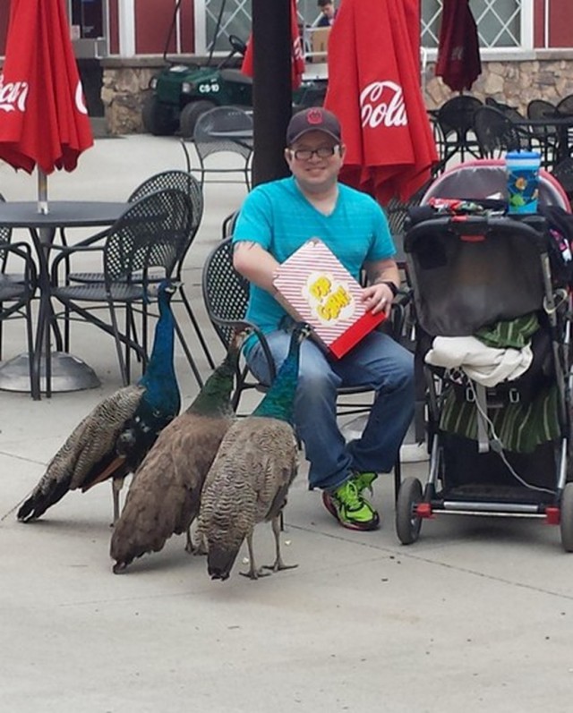 Как выглядят «голуби» в разных странах мира
