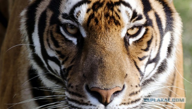Родители покусанной тигром девочки подали в суд