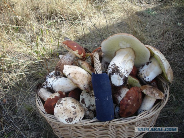 Грибы глазами степного человека