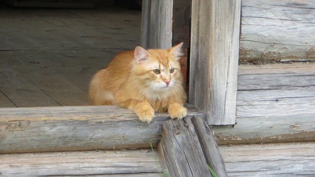 Котовторник 04.07.17