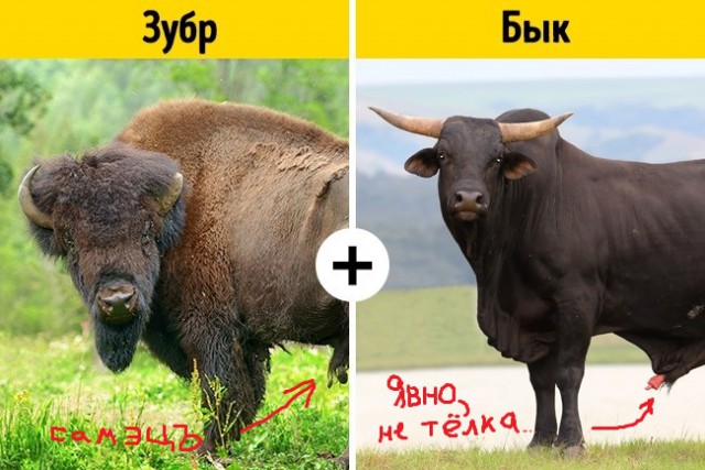 11 помесей животных
