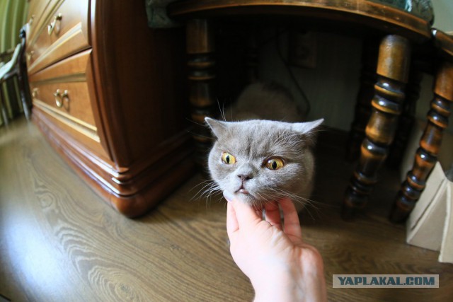 Котовторник  15.08.2017