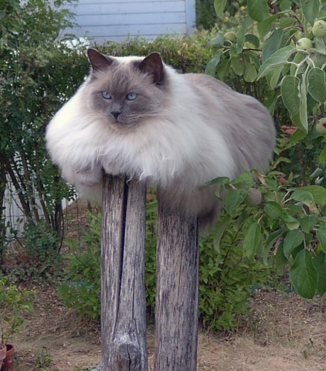Коты и Кошки