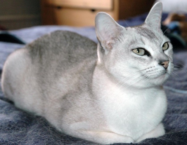 Коты и Кошки