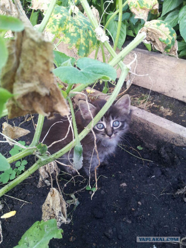 Котовторник 29.08.2017