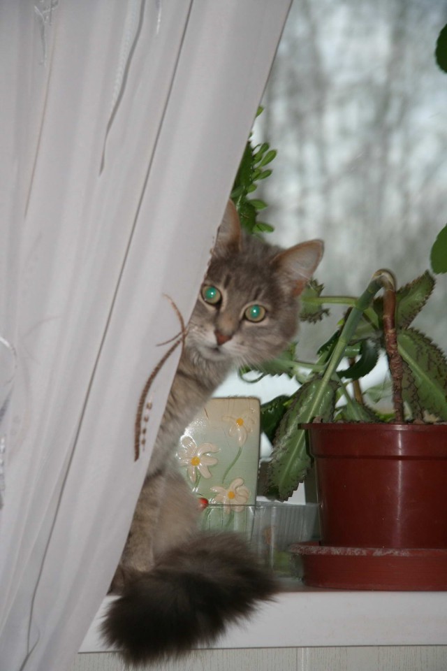 Коты и Кошки