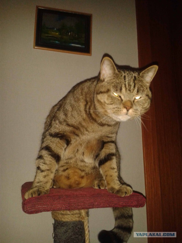 Котовторник 22.05.2018