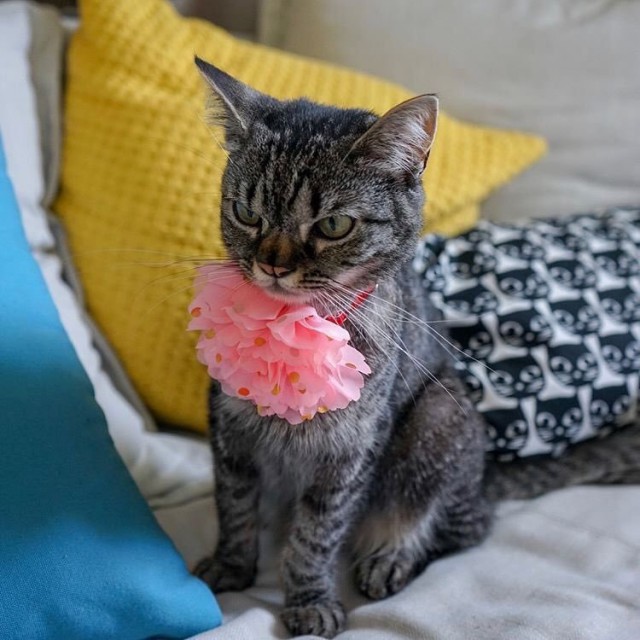 Кот без прикрас