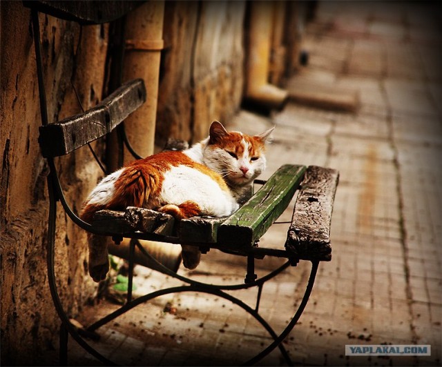 Котосреда (06.05.2009)