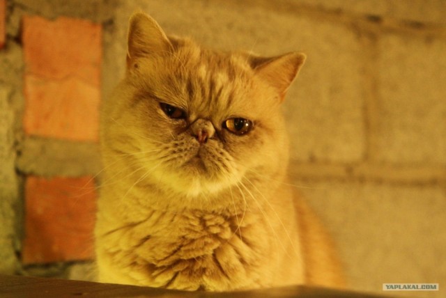 Котовторник!