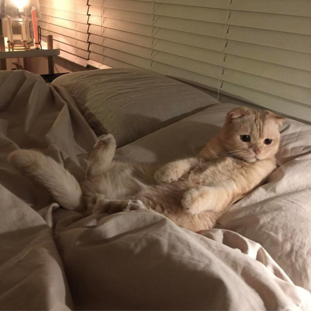 Прикольных котов пост
