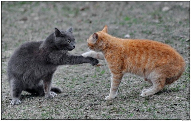 Первый котовторник июля