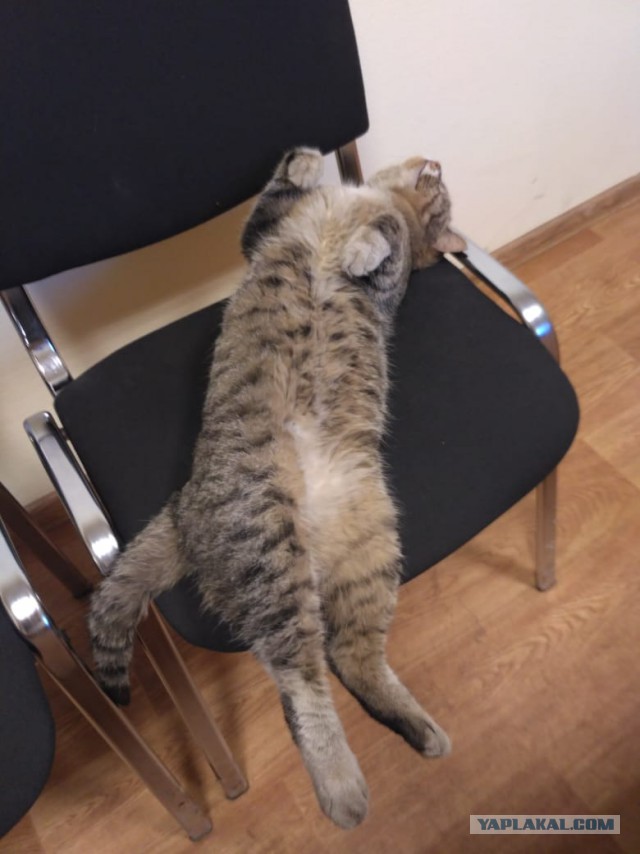 Для чего созданы коты
