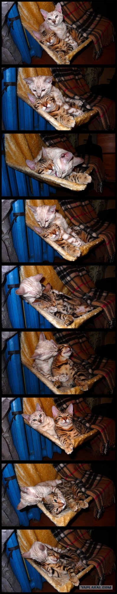 Котовторник в "КотоГетто"