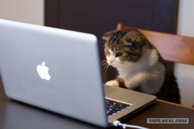 Котовторник! 11.10.11