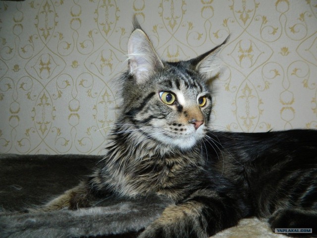 Котовторник!
