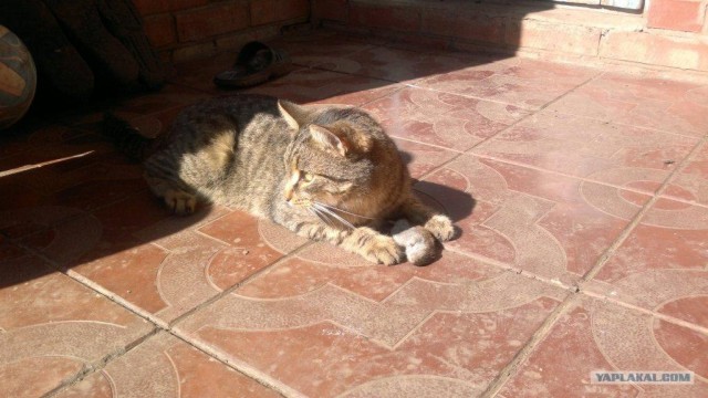 Котовторник 31.07.2012 г.