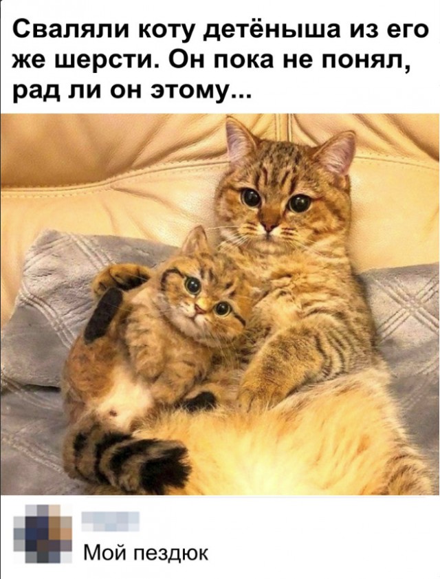 Забавные фото котеек