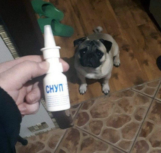 Живность из сети