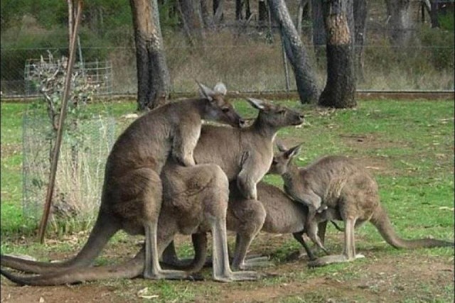10 причин никогда, запомните, никогда не поехать в Австралию!
