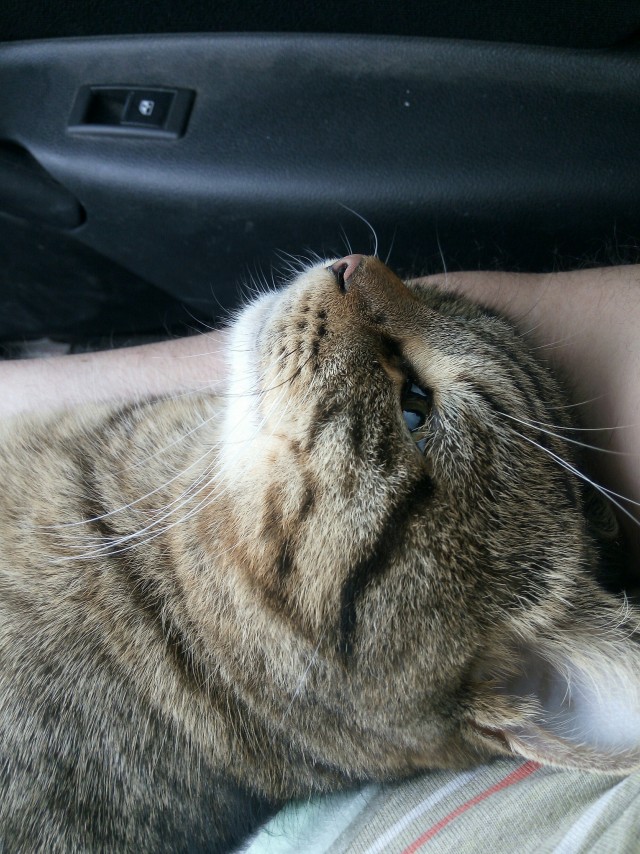 Вчера с женой решили кастрировать кота...