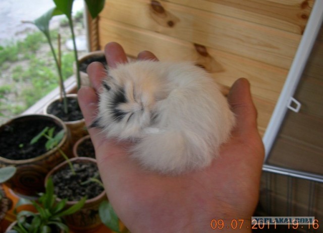 Любопытный котенок