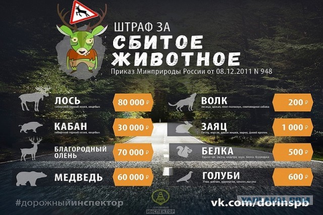 Пожалел голубкА