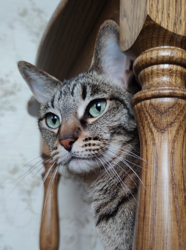 Котовторник же!