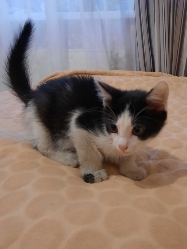Коломна! Котята в добрые руки