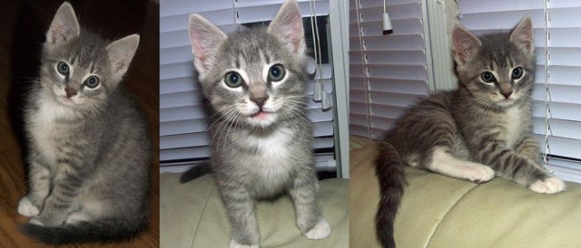 Коты в США - 2