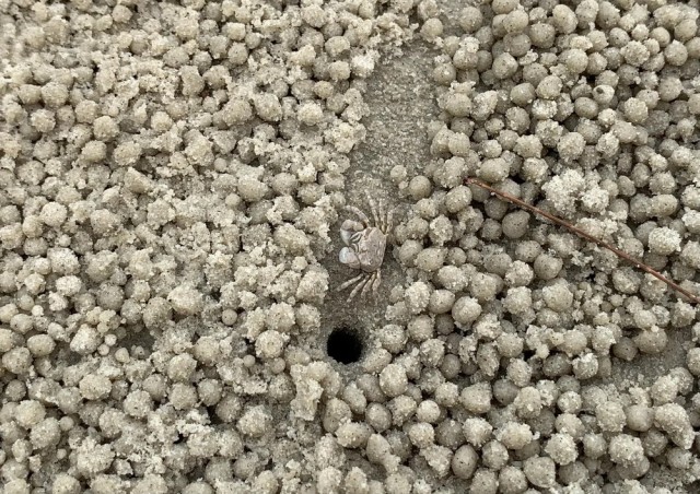Краб-барботёр: Ест песок и скатывает отходы в уникальные узоры из шариков. Странное поведение привлекло даже математиков