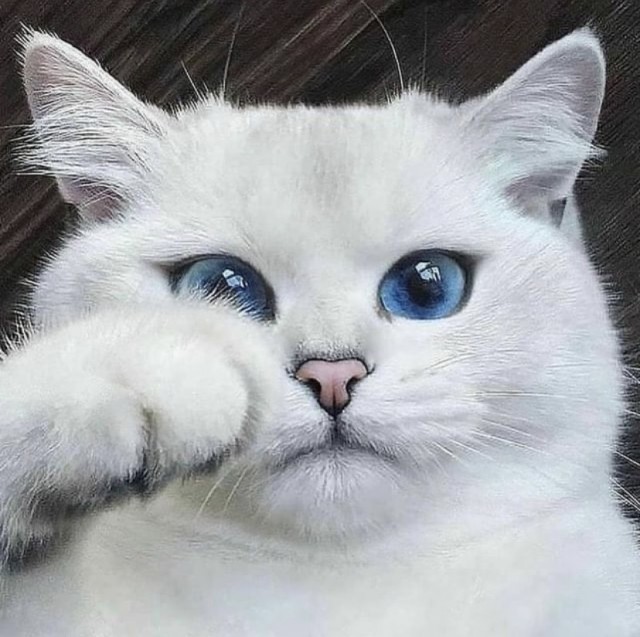 Всемирный день кошек