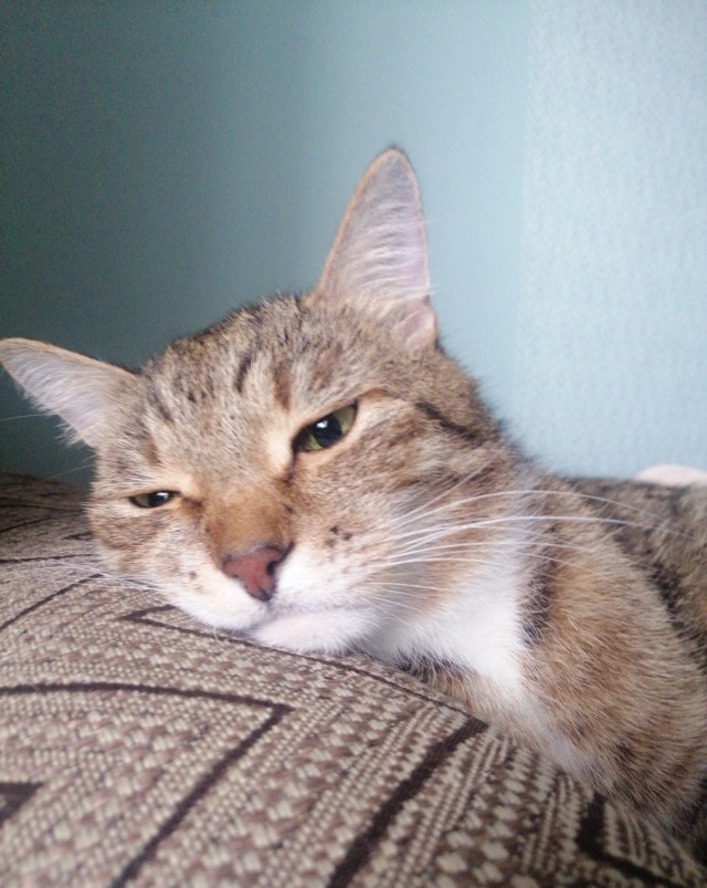 Наш защитник. Котовторнику посвящается