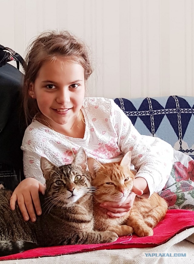 Жизнь кота Барсика из деревни
